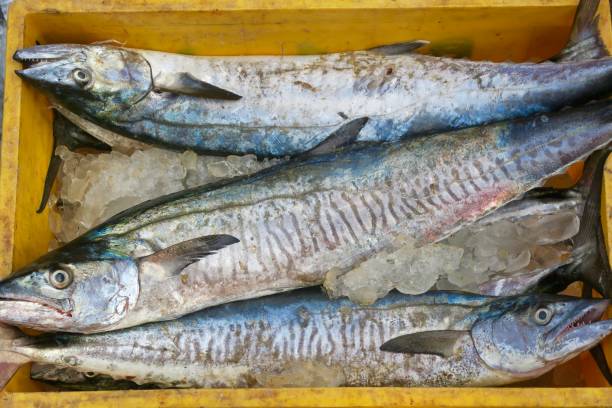 Photo showing some freshly caught Indian kingfish on the pavement in yellow plastic crate container filled with crushed ice of a seafood market auction, surrounded by Hindu bidders - feet, wearing flip flops. This image species is also known as Indian salmon, spotted seer fish, maga, Indo-Pacific king mackerel, although most local restaurants and seafood market traders refer to it as kingfish (not kingfisher).