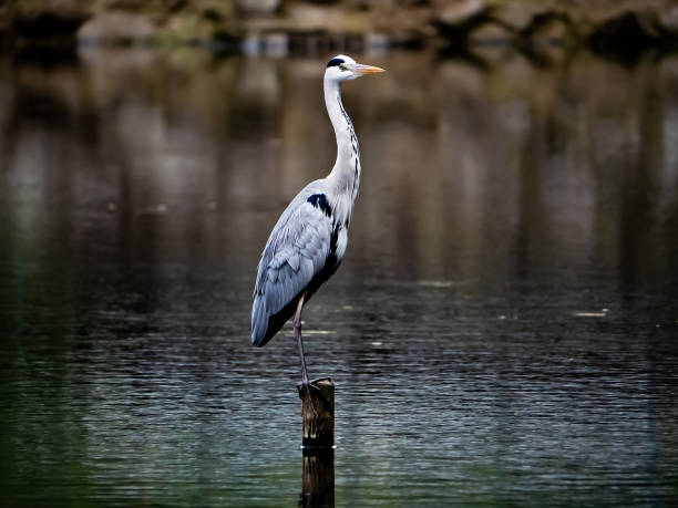 istock Japanese Heron in a pond 4 1138981282