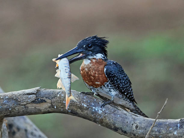 istock Giant kingfisher (Megaceryle maxima) 1138981324