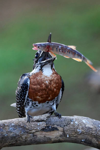 istock Giant kingfisher (Megaceryle maxima) 1138981327