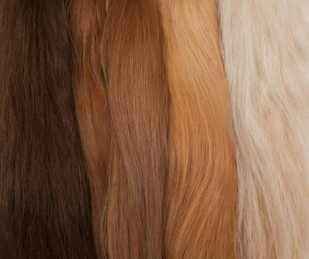 istock Natural hair for extensions. Different colors from black to blonde. 1138984525