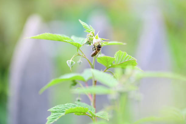 istock One bee on a flower. The flower loach bee collects nectar 1138985457