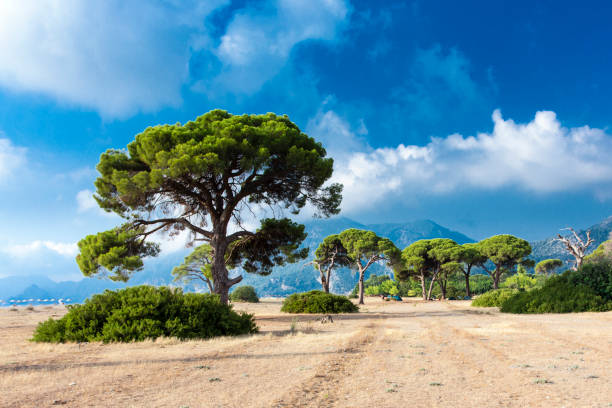 Pinus pinea trees at Cirali Beach, Antalya Pinus pinea trees at Cirali Beach, Antalya cirali stock pictures, royalty-free photos & images