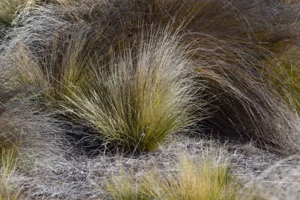 Close up of Tussock grass in messy formation on dry ground