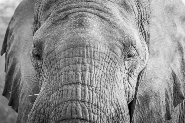 istock Close up of an Elephant head in the Kruger. 1138988401