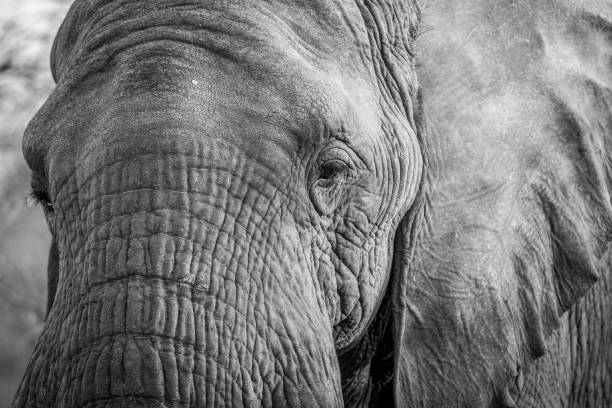 istock Close up of an Elephant head in the Kruger. 1138988409