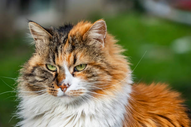 istock close up cute friends cats in nature 1138989942
