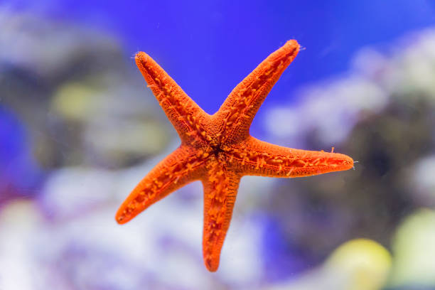 istock Close up of red starfish on aquarium window. 1138990128