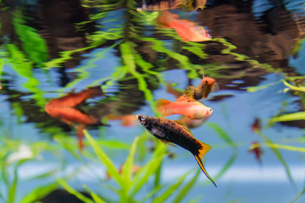 istock colorful exotic fish through aquarium window 1138990148