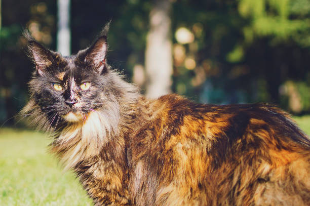 A cat-tortoise breed Maine Coon sits on the grass and basks in the sun. A cat-tortoise breed Maine Coon sits on the grass and basks in the sun. tortoiseshell cat stock pictures, royalty-free photos & images