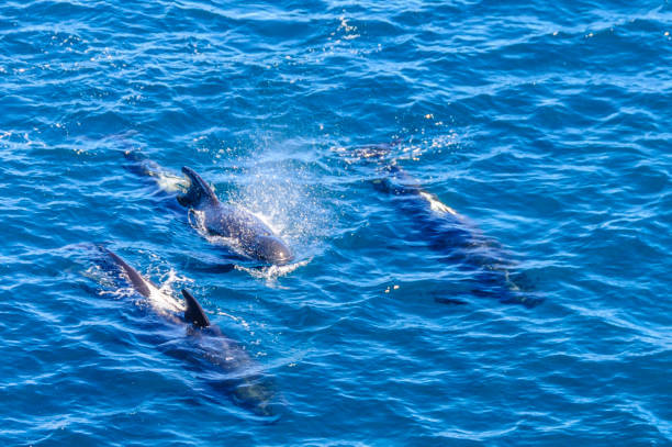 istock Long-Finned Pilot Whales in the Southern Atlantic Ocean 1138991678