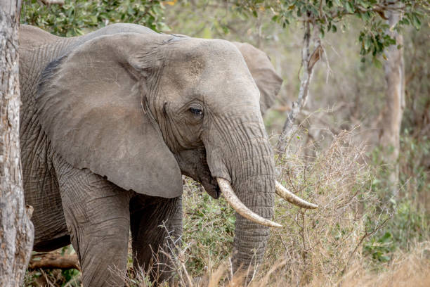 istock Close up of an African elephant. 1138992454