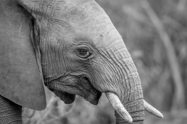 istock Close up of an African elephant. 1138992458