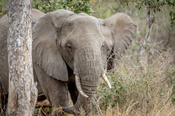 istock Close up of an African elephant. 1138992462