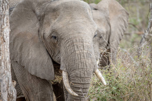istock Close up of an African elephant. 1138992464