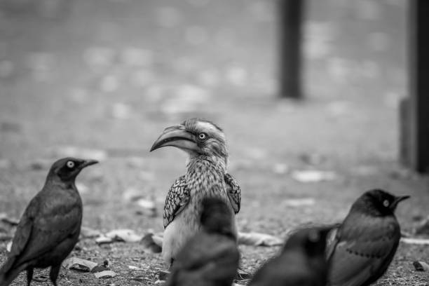 Yellow-billed hornbill and Cape glossy starlings sitting on the ground in black and white in the Kruger National Park, South Africa