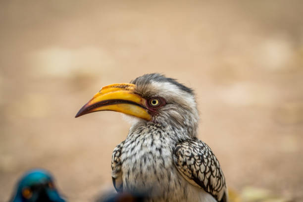 istock Close up of a Yellow-billed starling. 1138992476