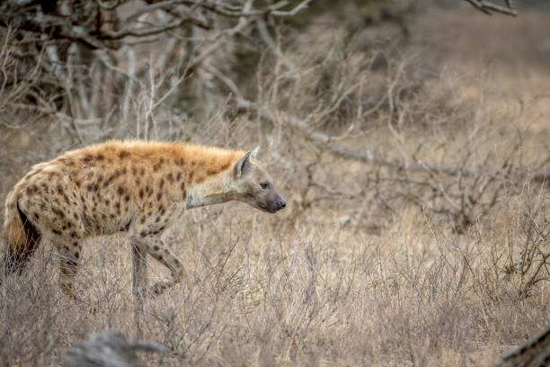istock Spotted hyena walking in the bush. 1138992487