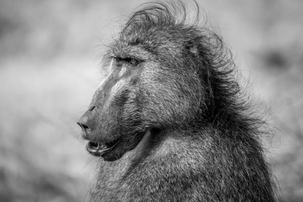 istock Close up of a Chacma baboon in the Kruger. 1138992508