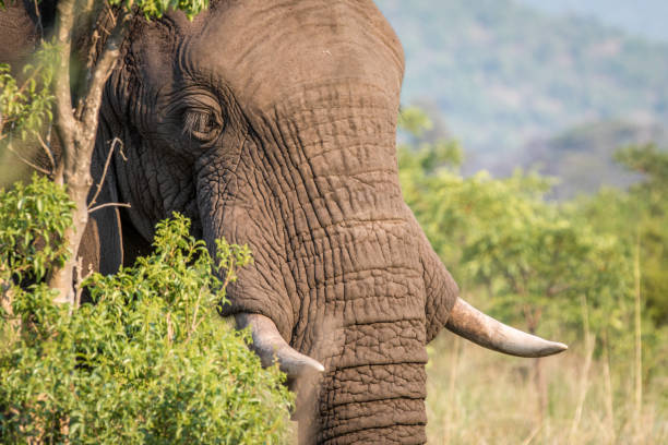 istock Side profile of an Elephant in Welgevonden. 1138992526