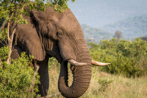 istock Side profile of an Elephant in Welgevonden. 1138992527