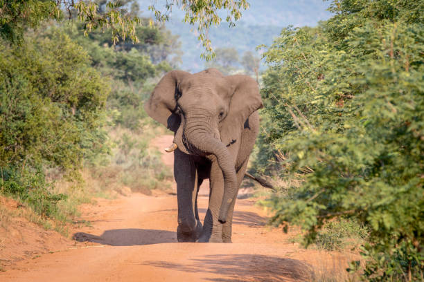 istock Big Elephant bull walking towards the camera. 1138992528