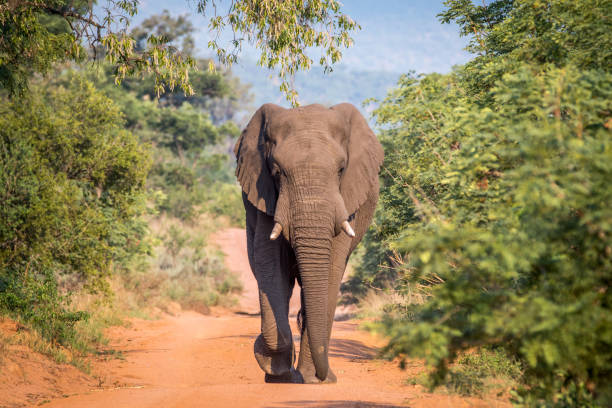 istock Big Elephant bull walking towards the camera. 1138992532