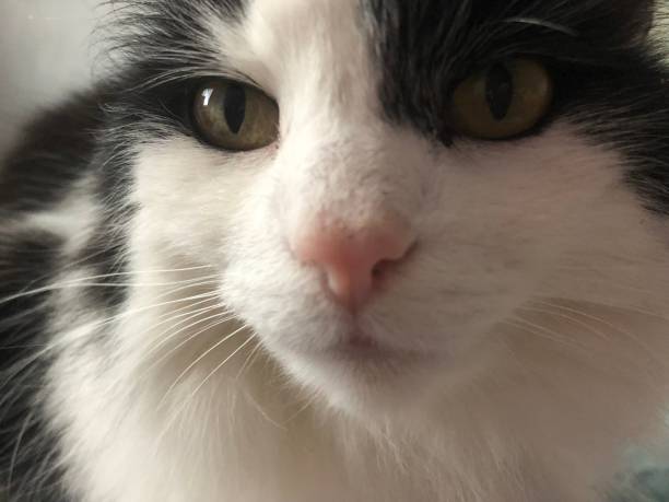 istock Domestic Black and White long haired cat 1138992798