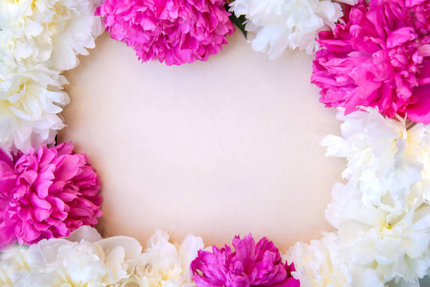 istock Pink and white peony frame on light paper background 1138994538