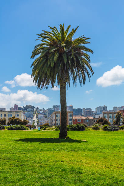 istock Palm tree on a green field in San Francisco 1138994695