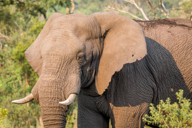 istock Side profile of an African elephant. 1138996099
