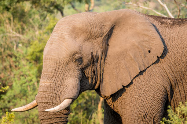 istock Side profile of an African elephant. 1138996104