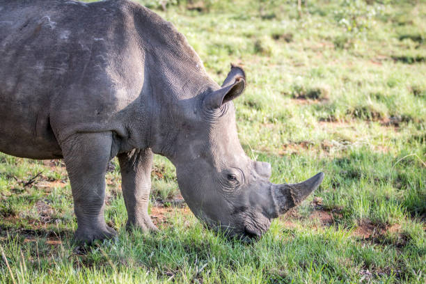 istock Close up of a White rhino grazing. 1138996122