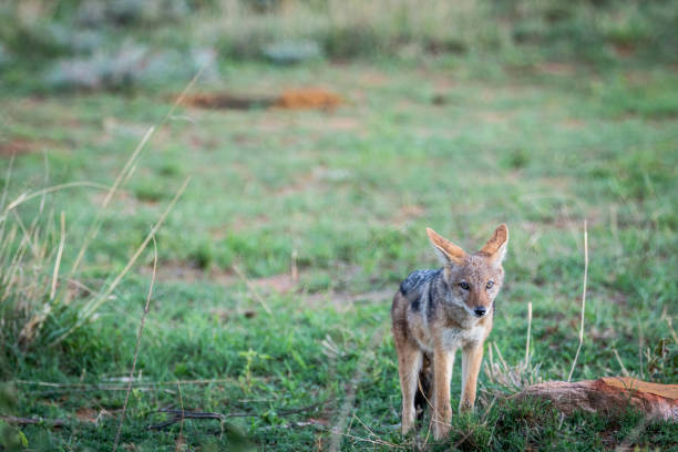 istock Black-backed jackal standing in the grass. 1138996169