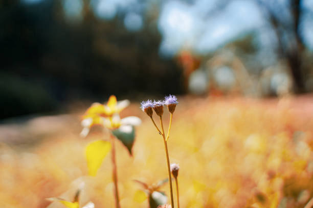 group purple flowers  with nice blurred background and summer style