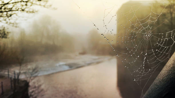 rugiada mattutina su ragnatela - spider web natural pattern dew drop foto e immagini stock