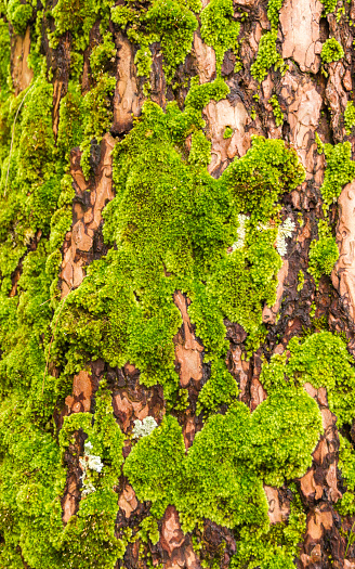 Beautiful spring fluffy green moss on the bark of a tree - closeup.