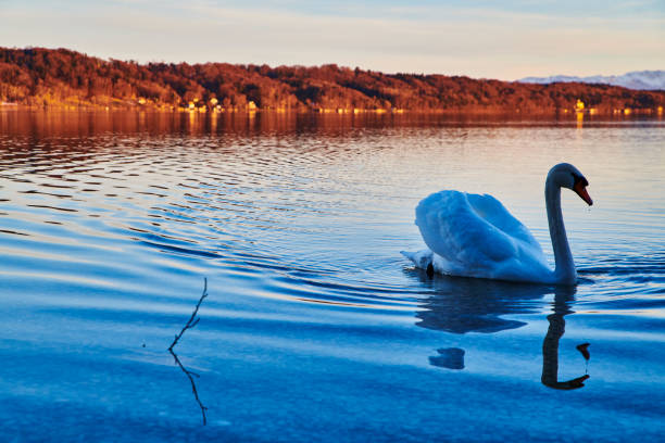 istock Swan by the Lake 1139005550