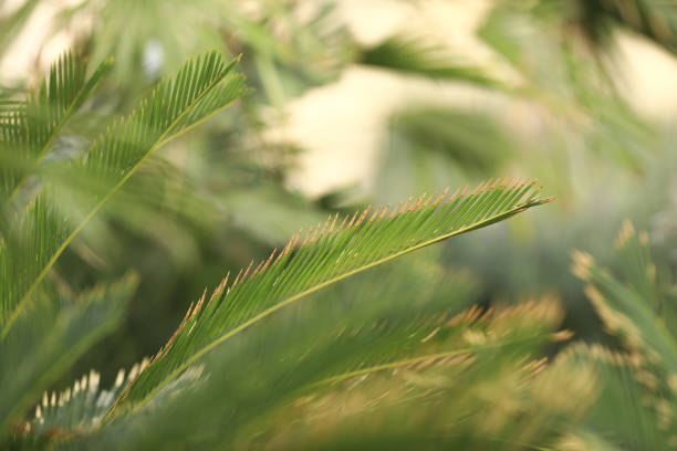 palm branch on natural green background