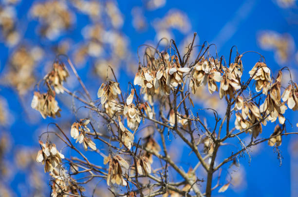 suszone jasnobrązowe wylewki klonowe wczesną wiosną - maple keys branch sky maple tree zdjęcia i obrazy z banku zdjęć