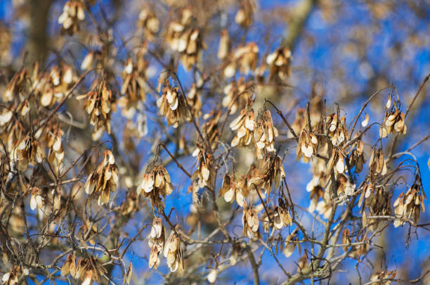 wiele zmiękczonych wylewek klonu wczesną wiosną - maple keys branch sky maple tree zdjęcia i obrazy z banku zdjęć