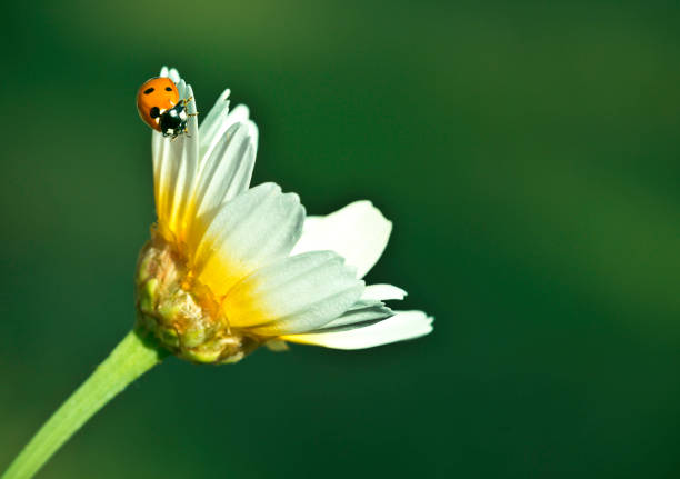 istock Ladybird on daisy, chamomile isolated on green 1139008249
