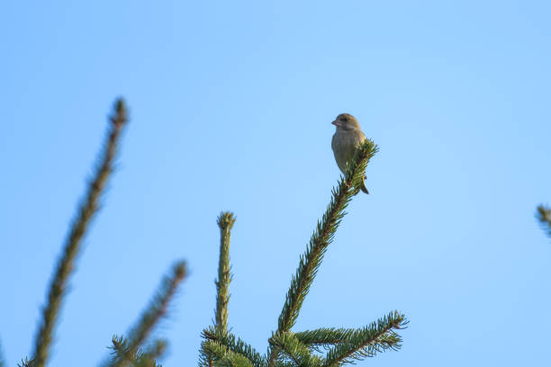 istock Green finch 1139010560