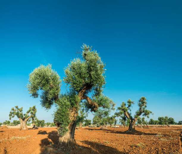 istock Mediterranean olive plantation and an old olive tree. 1139014629