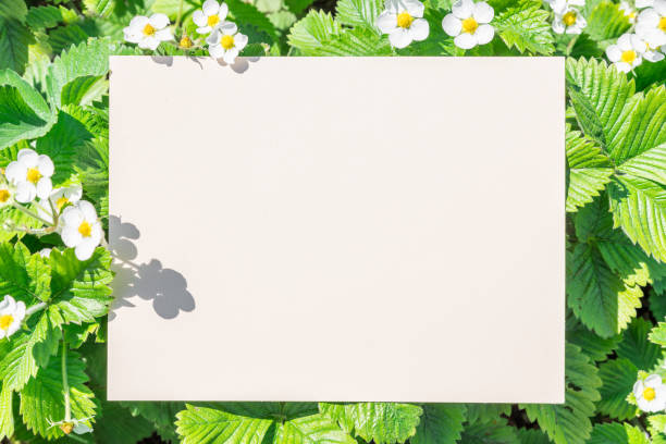 istock Paper blank between strawberry flowering bushes. 1139015737
