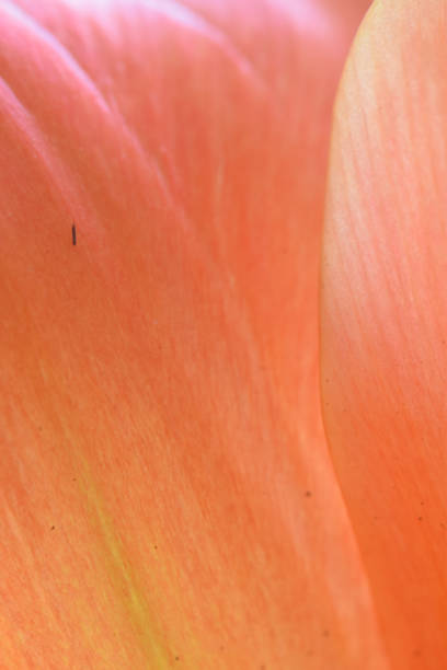 istock Macro image of tulip petals 1139022682
