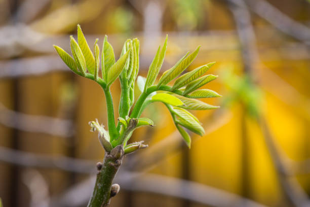 Freshly burst leaves of walnut tree close-up. Spring background.