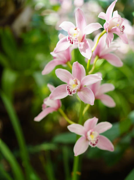 istock Pink orchid on green leaves sunny background 1139030409