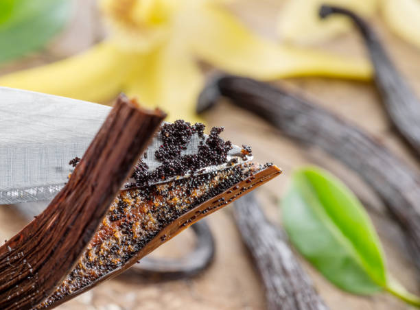 istock Dried vanilla fruits and vanilla orchid. 1139030686