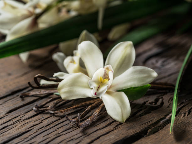 istock Dried vanilla sticks and vanilla orchid. 1139031185